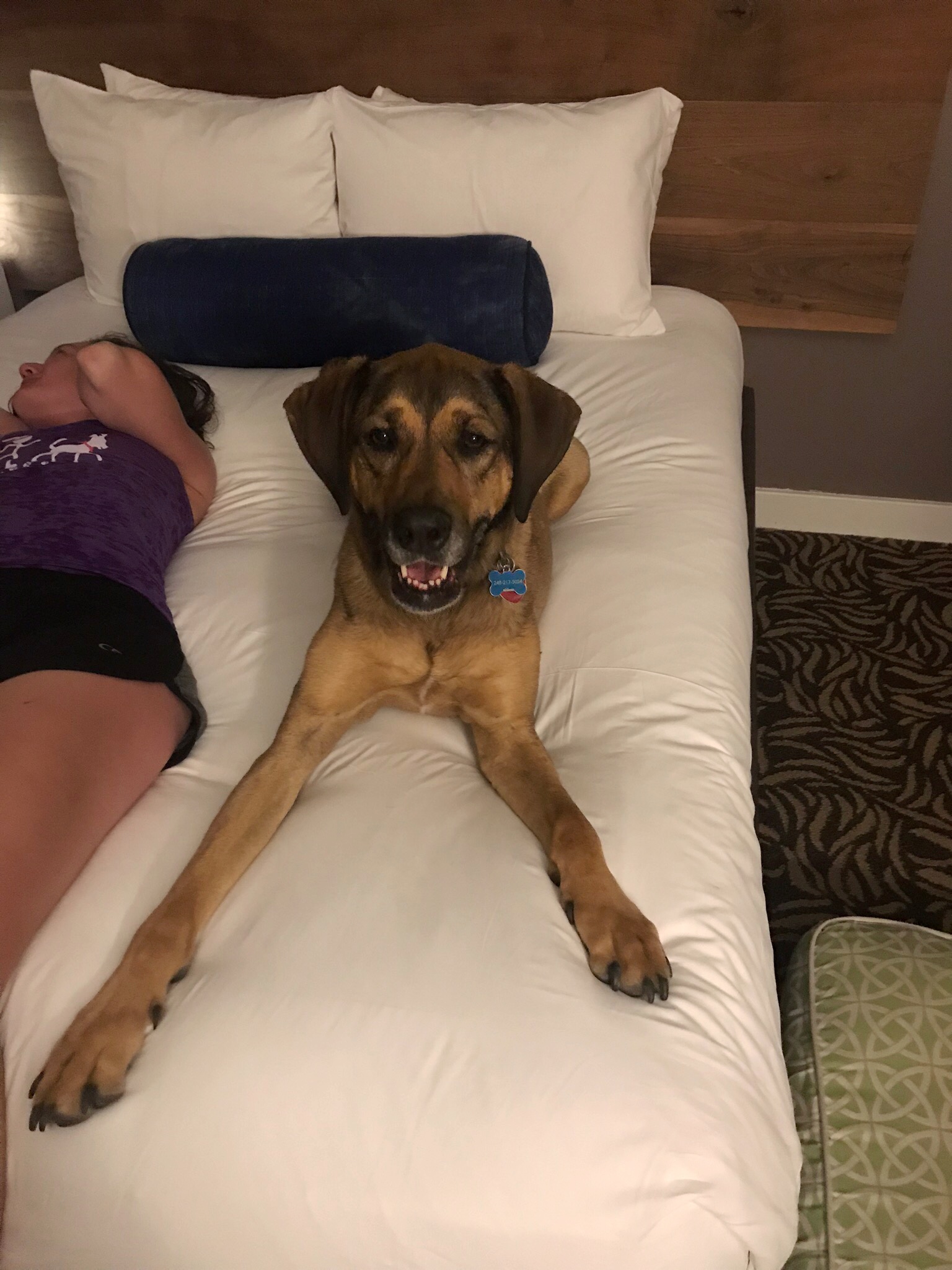 Dakota enjoying the hotel bed
