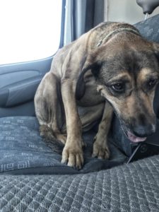 Scared Dakota
