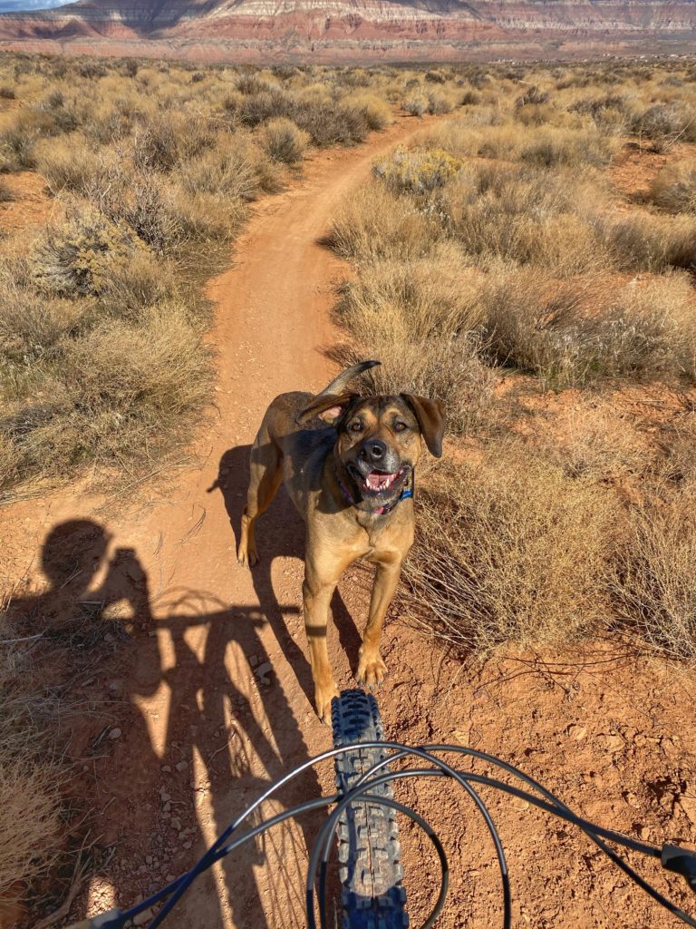 Preparing for Van Life with a Dog - To the Mountains and Back